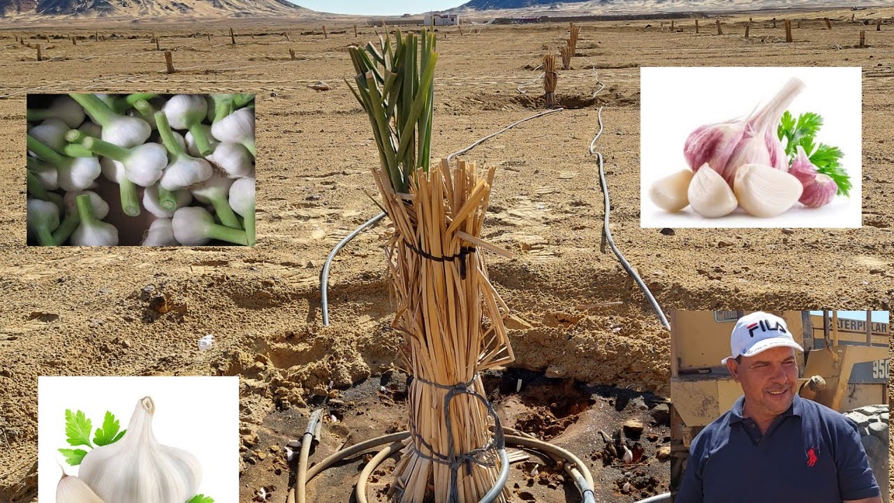 دراسة جدوى زراعة فدان ثوم محمل على فدان نخل بشرح مهندس عطية طاهر تصوير حقيقي من قلب المزارع ؟!