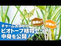 チャームさんのおまかせビオトープ植物セットの中身を暴く！こんな水生植物たちがお得に買えるオススメセット #ビオトープ #アクアリウム #メダカ