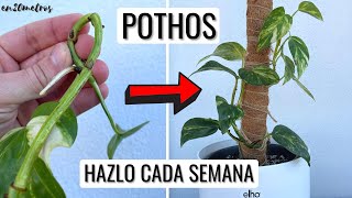 Do this every week and your pothos will grow spectacularly
