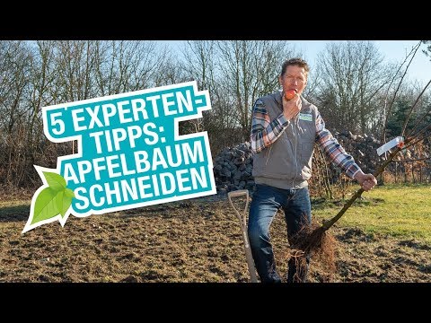 Video: Apfelbaum pflanzen im Herbst: Tipps von Gärtnern