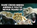 Rare crossbreed animals you&#39;ve never heard of