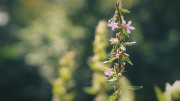 Panasonic LUMIX GH6 4K 120fps cinematic test footage