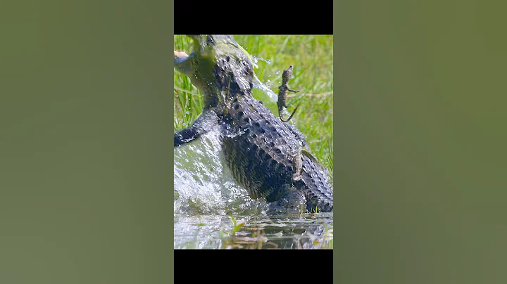Female crocodiles are the most loving mothers in the reptile world. #wildlife #animals #shorts thumbnail