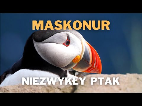 Wideo: Maskonury Elliston: Jak Zobaczyć Te Niesamowite Ptaki W Nowej Funlandii