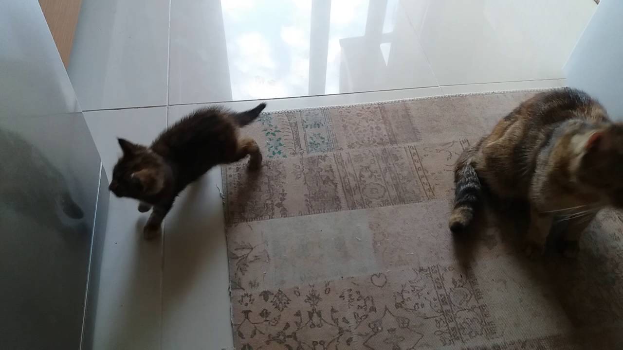 Bebek kedi,mutfağı keşfediyor )) YouTube