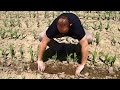 Goutte à goutte maïs - Drip irrigation on corn