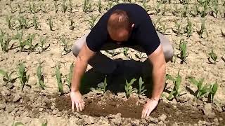 Goutte à goutte maïs - Drip irrigation on corn