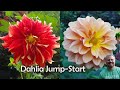 Spring Garden Jump Start - Dahlias, Ranunculus, Elephant Ears