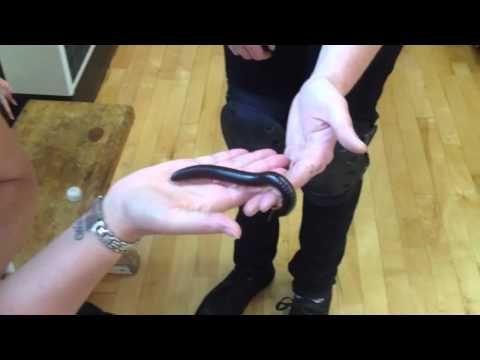 Mini beasts