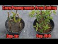 How to grow pomegranate from cuttings | अनार को कटिंग से उगाएं | Grow Cuttings