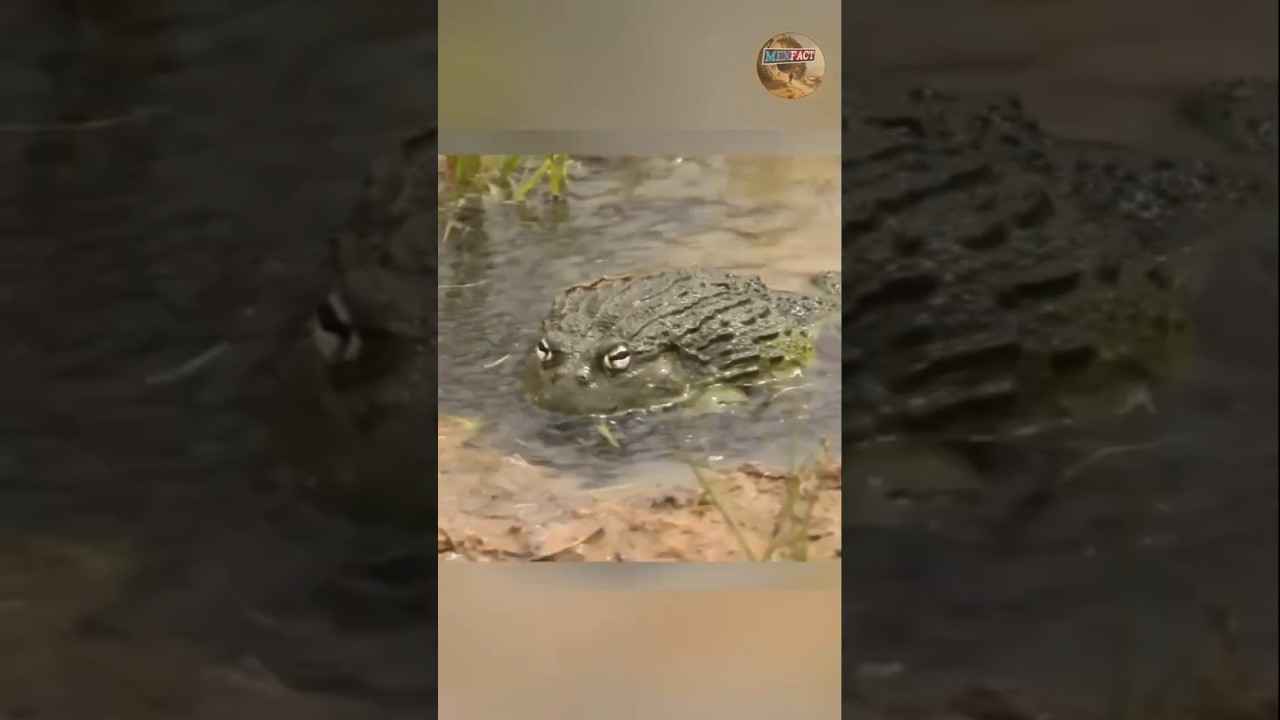Never Mess with Bullfrog 🔥