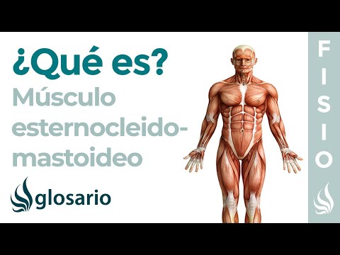 Video: ¿Por qué me duele el músculo esternocleidomastoideo?