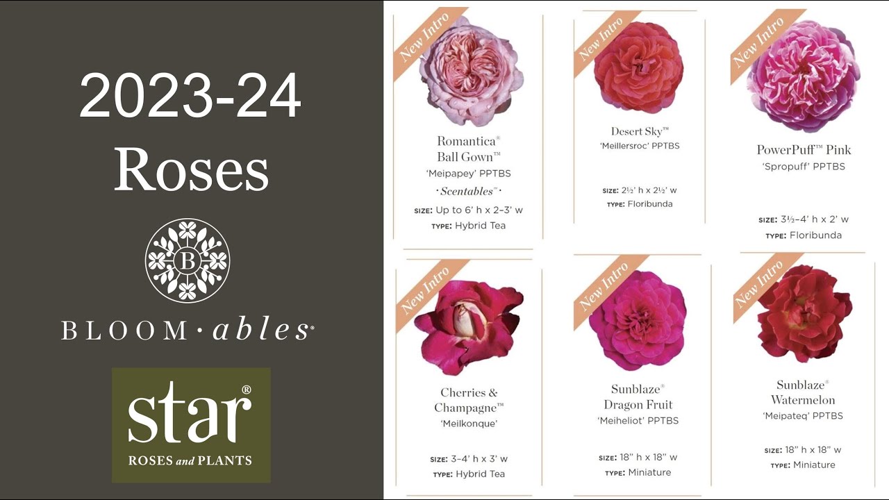 🌹 Star Roses & Plants 2023-24 New Rose Releases / Scentables