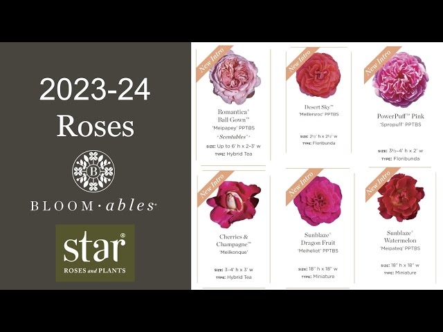 Elle® - Star® Roses and Plants