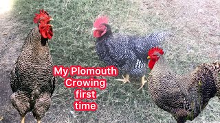 Young Rooster Crows For First Time | Plymouth Heritage Rooster | Animal Passion #plymouth #rooster Wealth