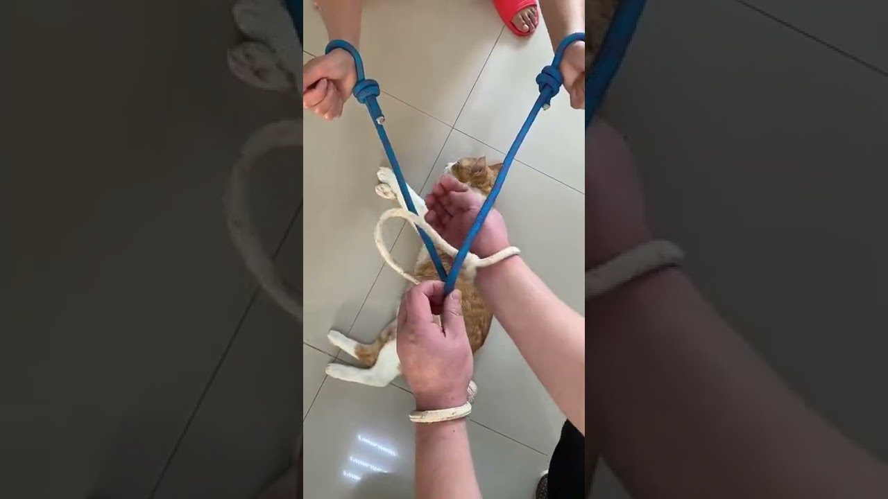 Knots Rope Idea for You 