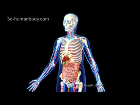 Humanbody 人体構造 の3d Cg アニメ Youtube