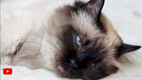 Video 47921: cute burmese cat, happy cat purring, purring enjoying, cute cat sounds