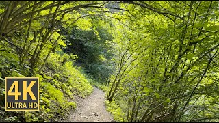 Summit Village Nature Walk 4K (With Ambient Nature Sounds And Music)