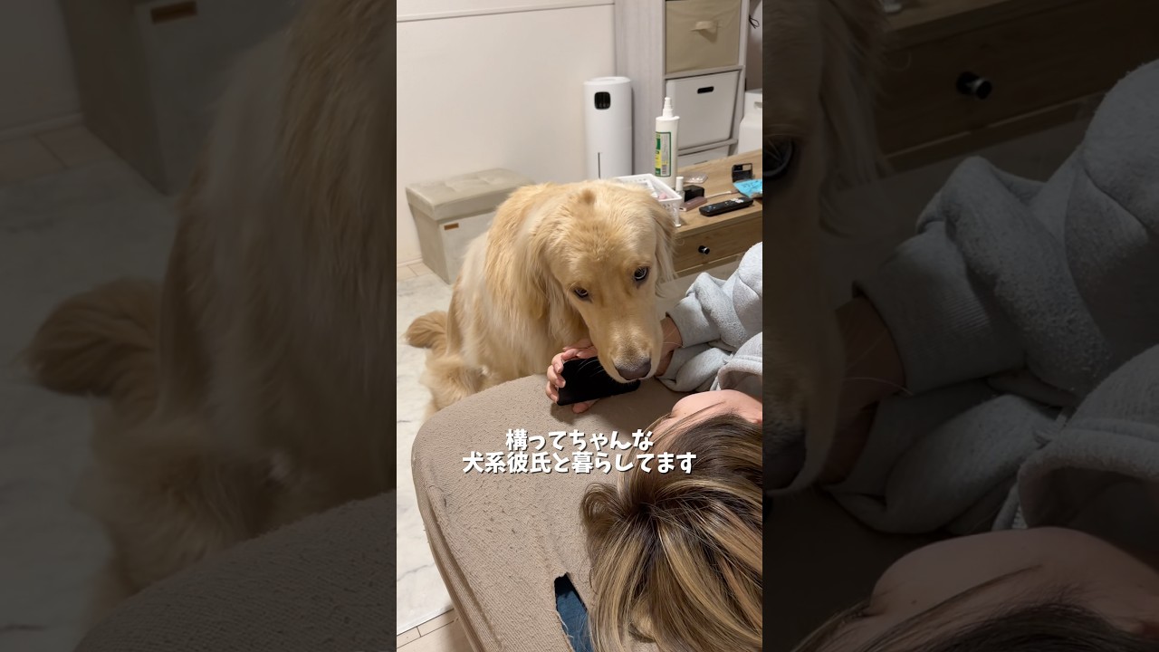 可愛すぎて変な声出る時あるよね?そしてその声を聞いたらしっぽ振るのは自分が可愛いの分かってるからだよね!笑#ゴールデンレトリバー #犬と二人暮らし