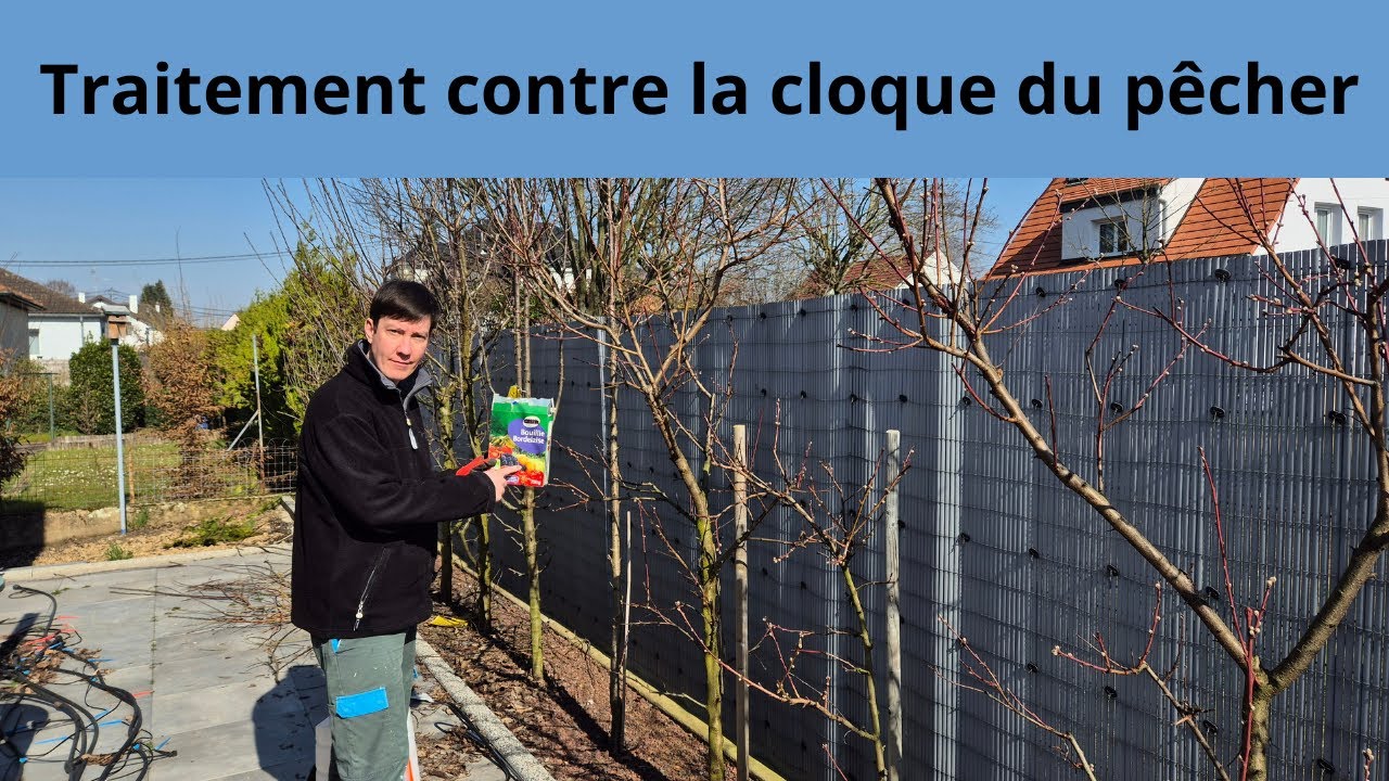 Traitement contre la cloque du pêcher