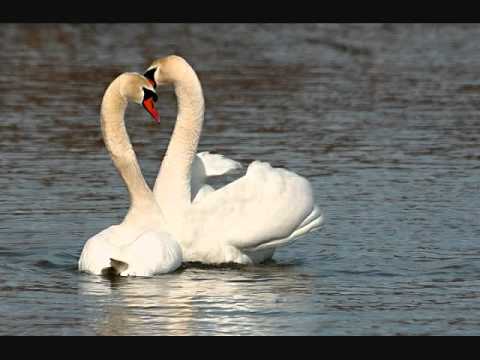 Swan Lake بحيرة البجع Youtube