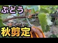 ぶどうの秋剪定〜若木の夏秋の新梢副梢管理が翌年に及ぼす効果〜2023-09-30