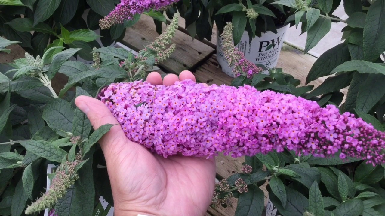 Pugster Pink ™ Butterfly Bush - YouTube.