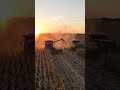 USA Corn Harvest is UNBELIEVABLE! 🌽🚜 #ShortsMonster Machines: Tandem Harvesting in America! 🇺🇸🔥