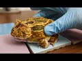 Feeding Frogs 🐸 Routine