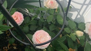 June is for Roses!🌹 Early June Garden Walk