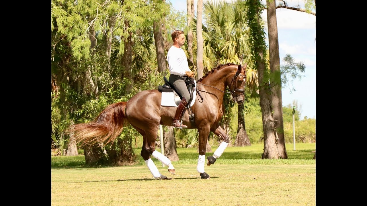 Top quality Dressage horses for sale