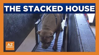 Pitbull Store in Peoria opens dog gym to promote health