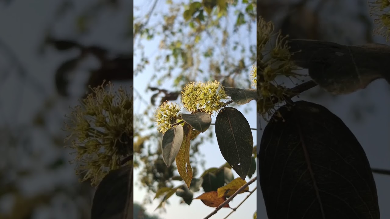 Anogeissus acuminata(Combretaceae family) 