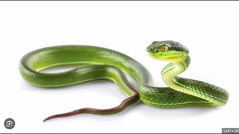 (WR) Google Snake 24a 50 in 13.635 , with 25 in 7.290 (2nd)