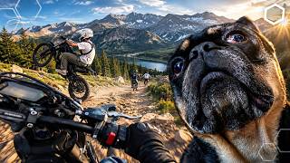 I Met Colorados Most Famous Dog @H3X.Talaria
