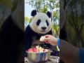 The panda got angry because it didn't share apples equally with its keeper#panda #cute