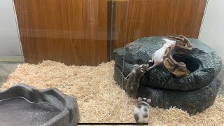 Ball Python Live Feeding 3 Mice All At The Same Time | BATTLE ROYALE