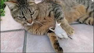 My happy cat playing in the garden with a toy mouse