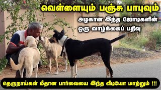 வெள்ளையும் பஞ்சு பாபுவும் | Life of Stay Dogs | தெருநாய்கள் மீதான பார்வையை இந்த வீடியோ மாற்றும் !!!