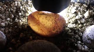 How to candle a lizard eggs - they move inside the egg (Spinytail- eggs)