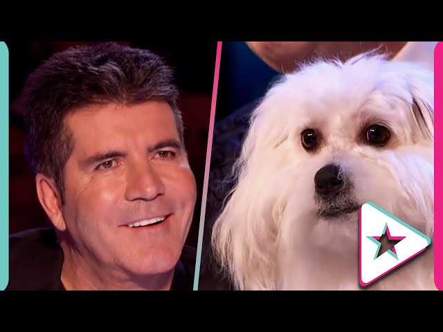 A Talking DOG Audition on Britain s Got Talent YouTube