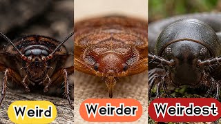 Every Insects Living In Your Home Explained