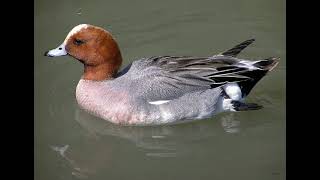 Gadwall Duck .Fiyu Sviston Ordek