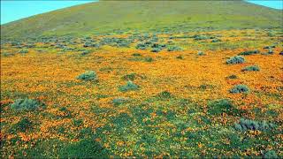 flying around the California Poppies outside Lancaster California