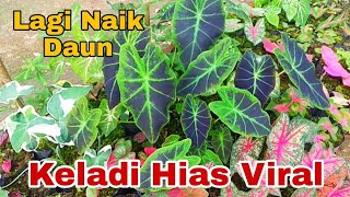 Keladi Hias Ini Lagi Viral