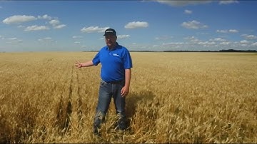 Talinor vs. Huskie Performance in ND