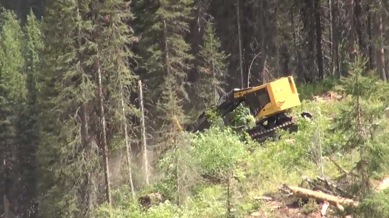 Feller Buncher Tigercat LX830C
