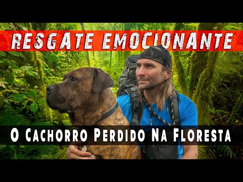 Vídeo: Os cães da montanha da Baviera perdem pelo?