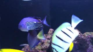 Watanabei Angelfish - Injury April 2020